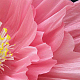 photo-2976867